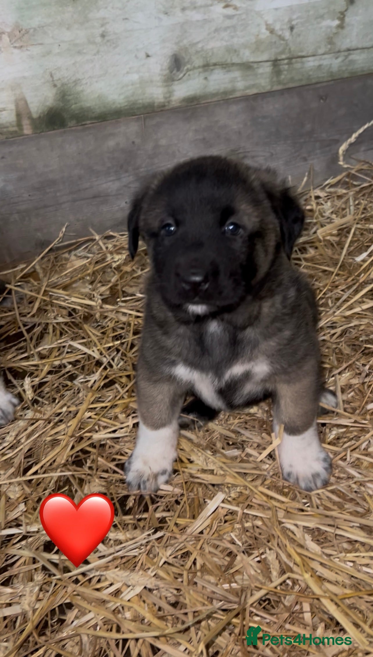 Mixed Breed dogs Turkish kangal x Caucasian pups  - Advert 13