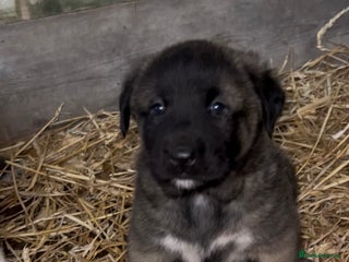 Mixed Breed dogs Turkish kangal x Caucasian pups - Advert 2
