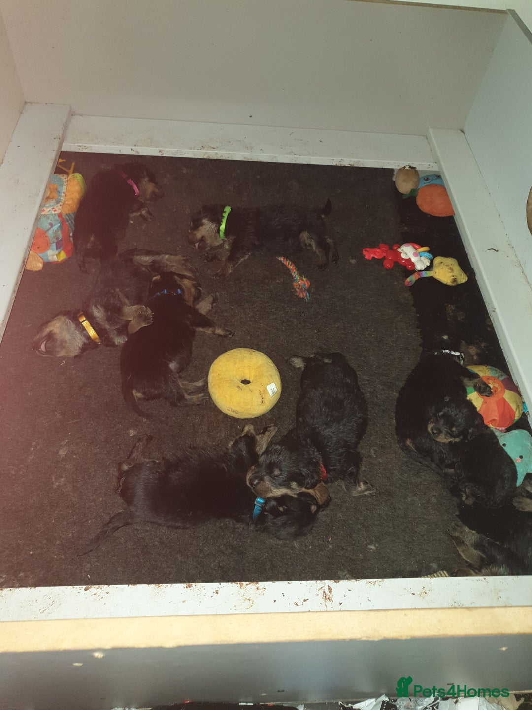 Rottweiler dogs for sale: Chunky big boned rottweilers  - Image 28