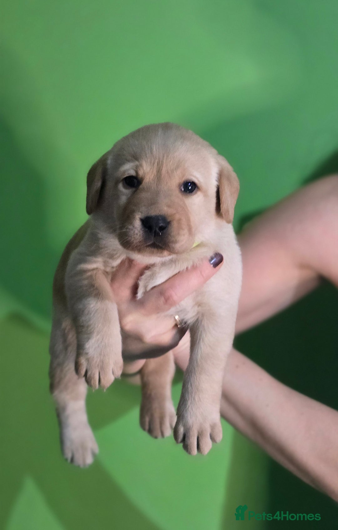Labrador Retriever dogs for sale: Labrador puppies - Advert 6