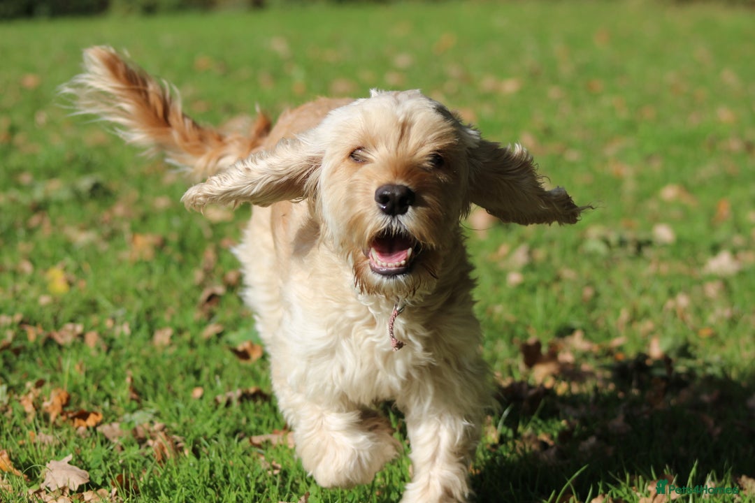 Cockapoo dogs for sale: Beautiful, Rare Cockapoo Puppies – Ready 17th Nov - Image 2