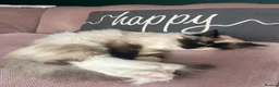 Ragdoll cats for sale: Beautiful female Ragdoll in Leicester - Advert 2