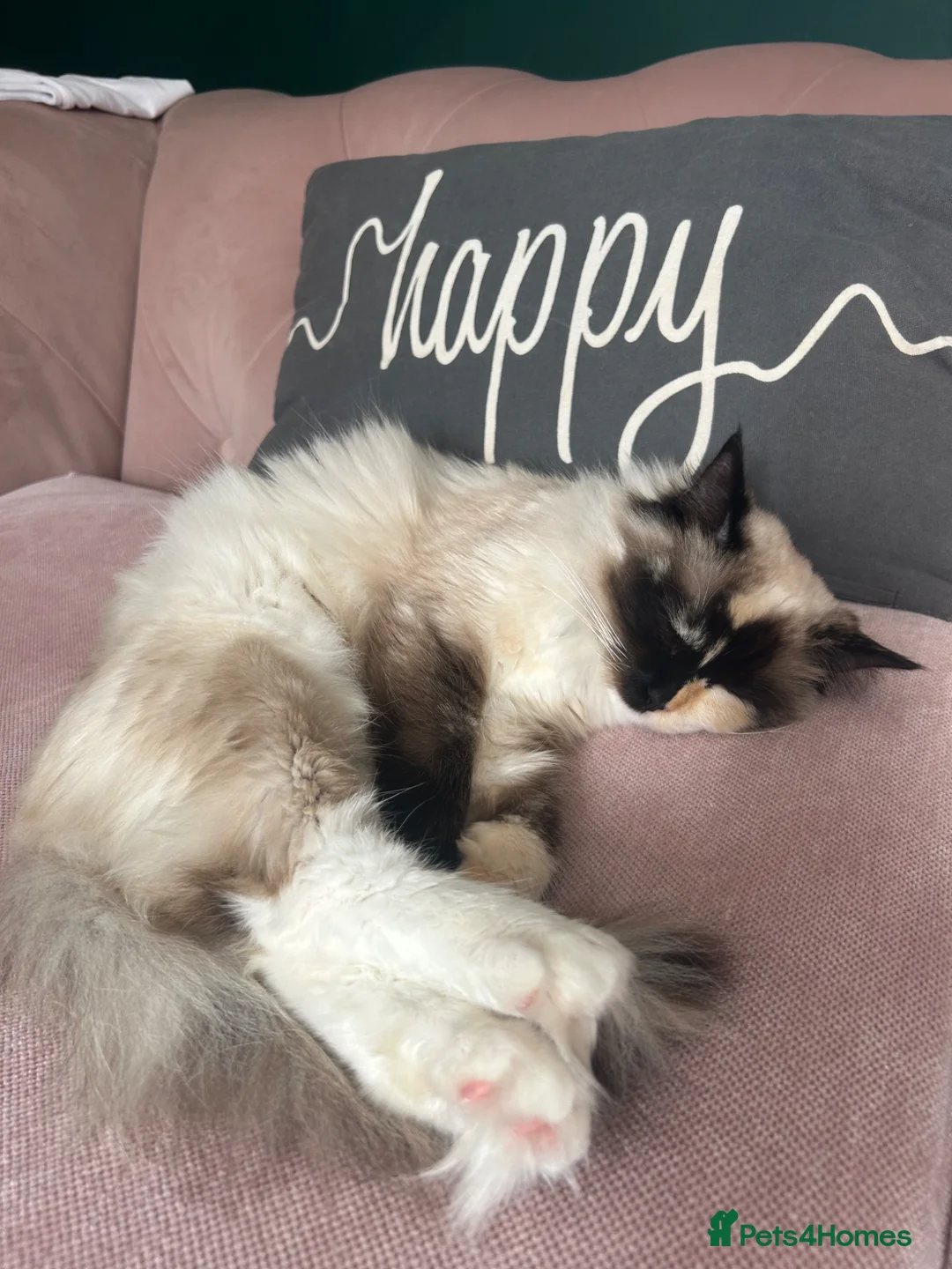 Ragdoll cats for sale: Beautiful female Ragdoll in Leicester - Advert 2