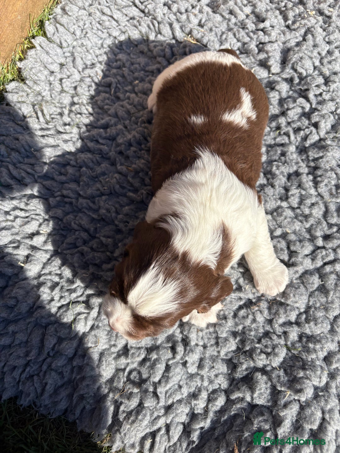 English Springer Spaniel dogs for sale: Stunning KC Reg Springer Spaniel Puppies For Sale - Image 7