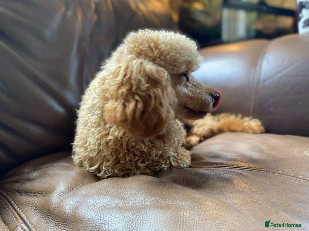 Miniature Poodle dogs for stud: BVA ✅ KC ✅Red ✅Poodle 13” in Pickering - Advert 3