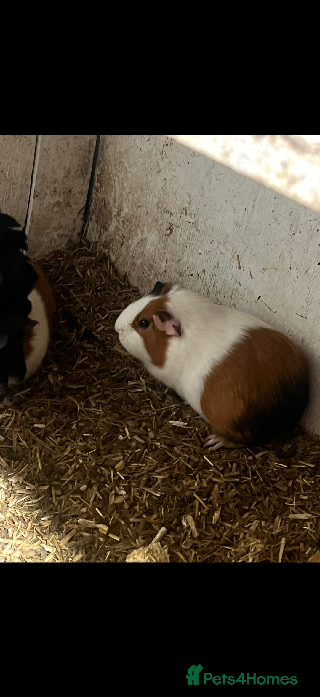 Guinea Pig rodents for sale: Guinea pigs 🐹 - Advert 2
