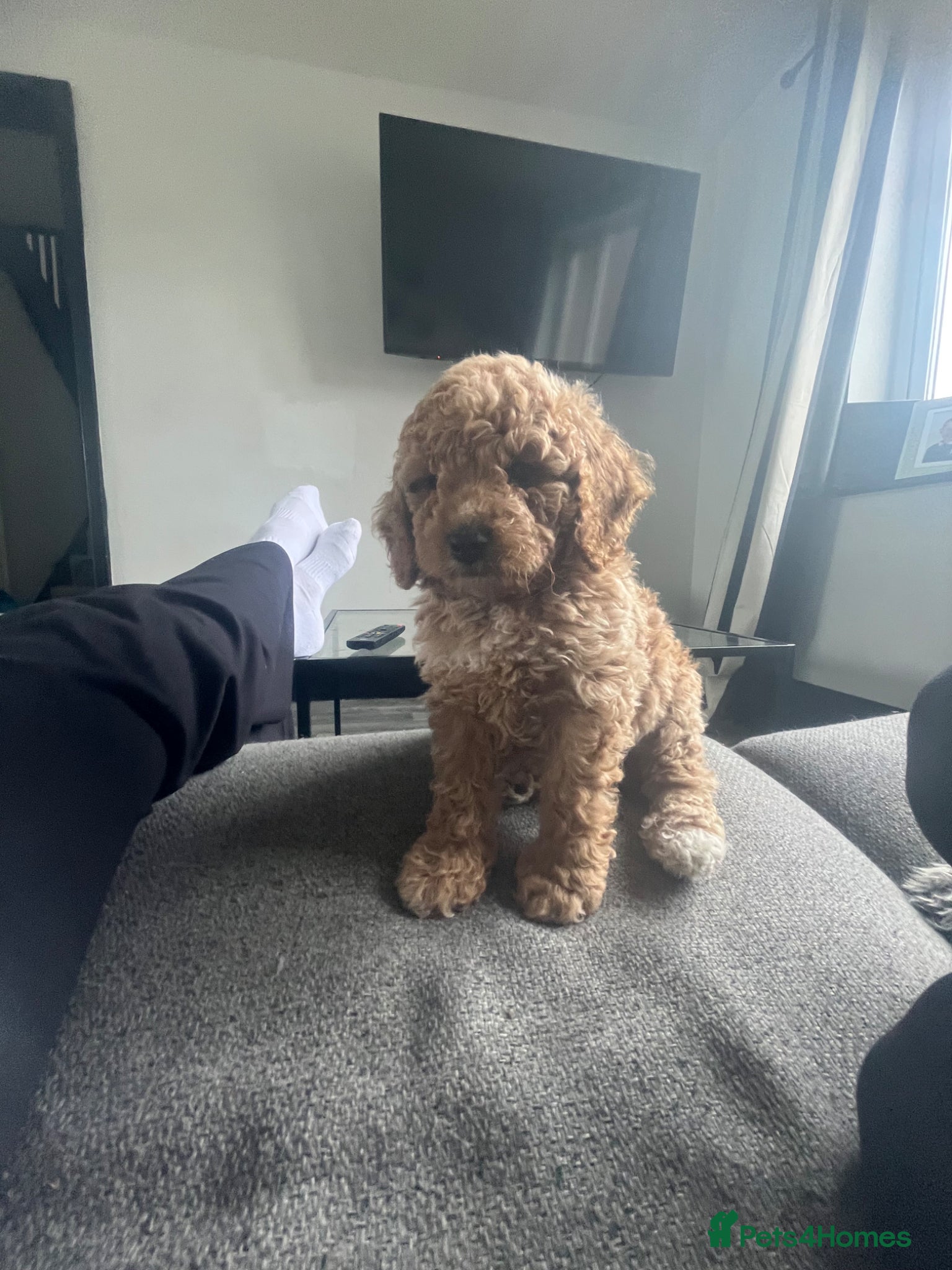 Mixed Breed dogs for sale: F1 Labradoodle/cockapoo Mix ❤️  - Advert 9