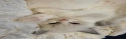 Ragdoll cats for sale: GCCF Ragdoll Kittens Championlines  - Advert 17