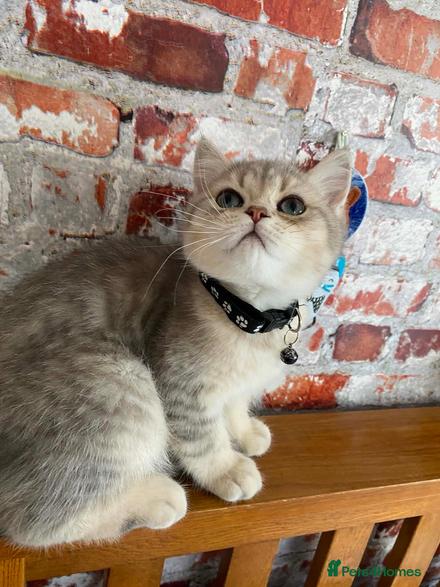 British Shorthair cats British shorthair kittens  - Advert 8