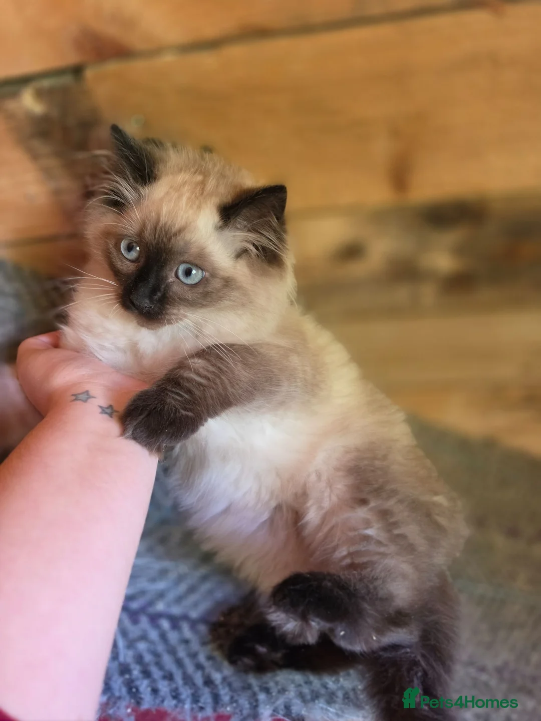 Ragdoll cats for sale: 1 Ragdoll boy left  - Advert 2