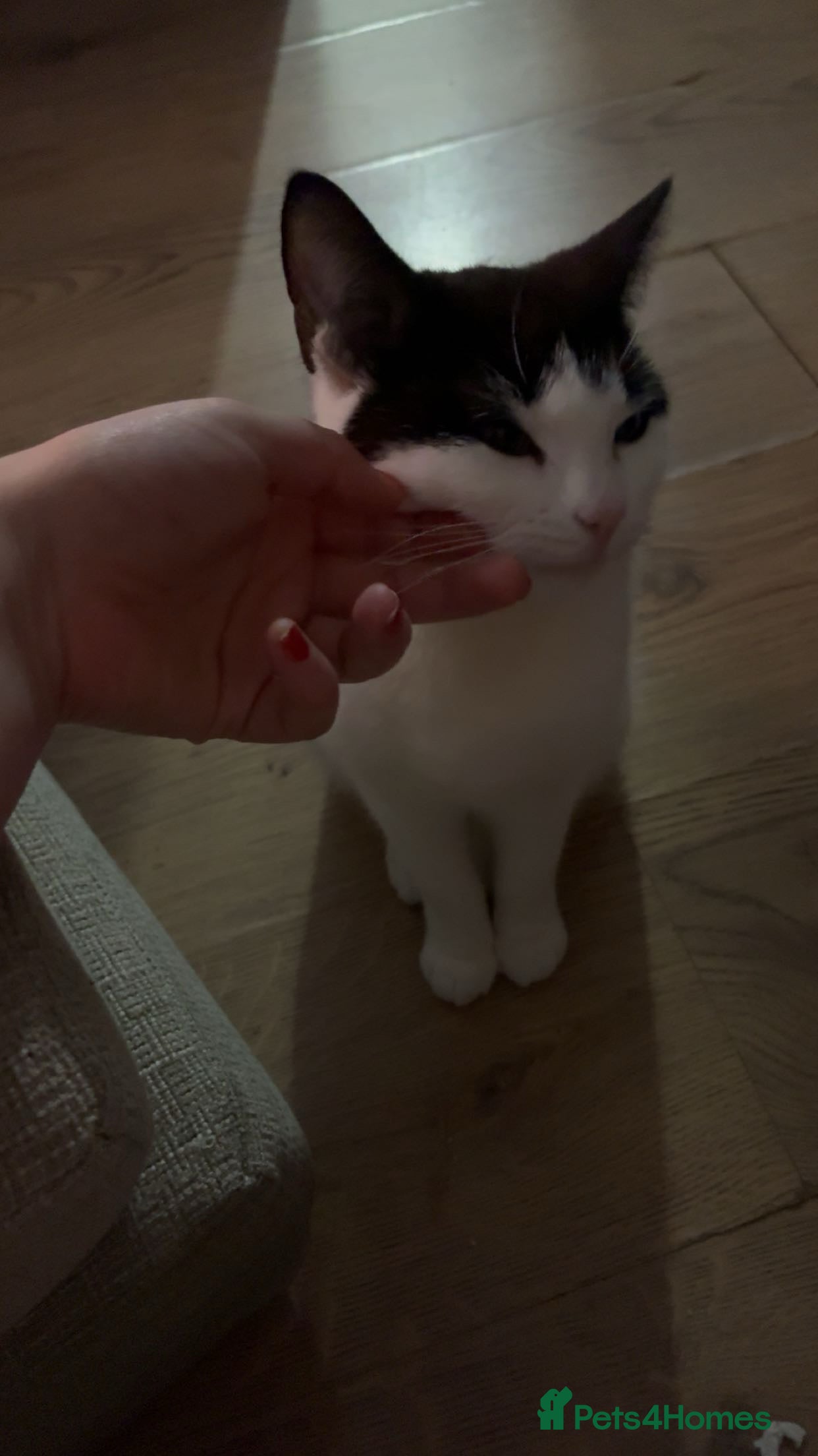 British Shorthair cats for sale: 3 cats for rehoming  - Advert 13