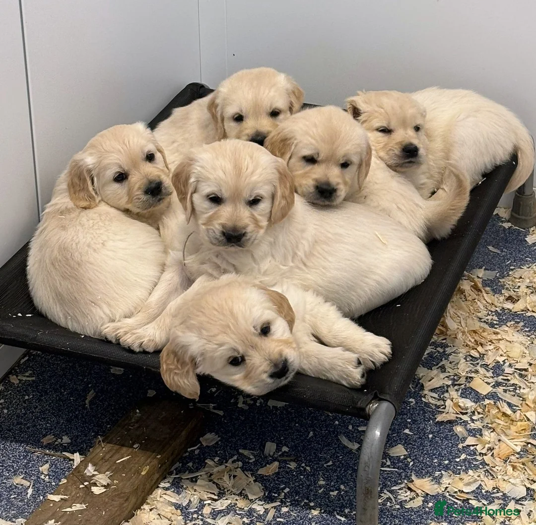 Golden Retriever dogs for stud: Cesarka Golden Retrievers in Conwy - Advert 20