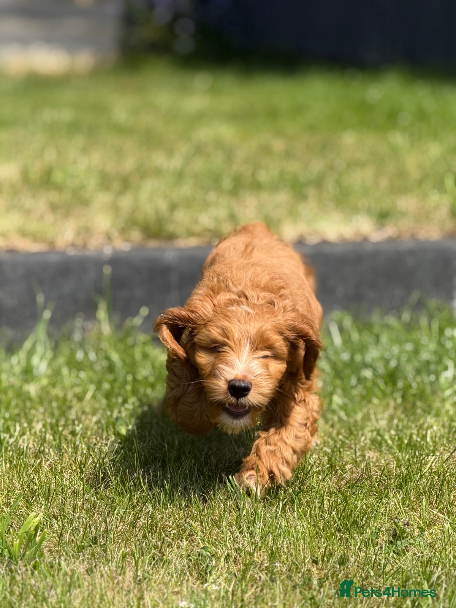 Australian Labradoodle dogs Doodle Bonkers - Advert 1