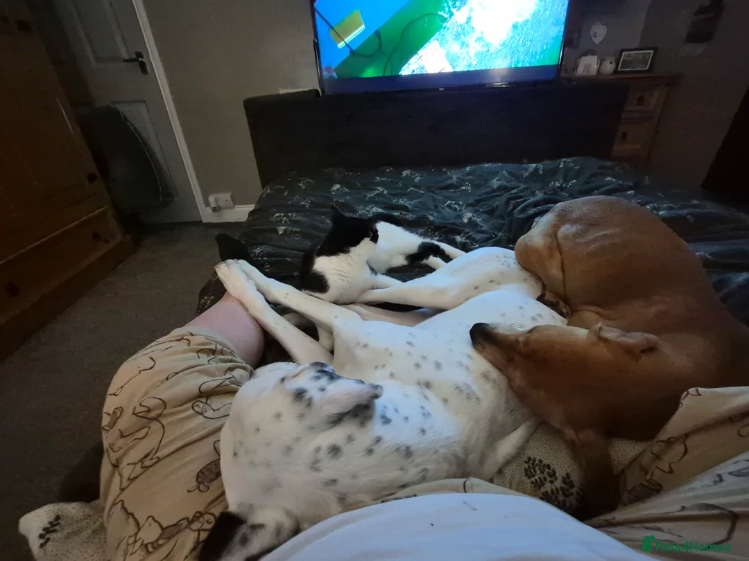 Mixed Breed dogs for sale: Pickett lurcher x bull male 8 month in Pickering - Advert 6