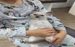 Ragdoll cats for sale: Last Gorgeous Ragdoll kitten - Image 3