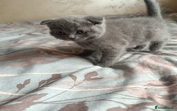 Scottish Fold cats for sale: Adorable Scottish fold x BSH kittens ready soon! - Image 5
