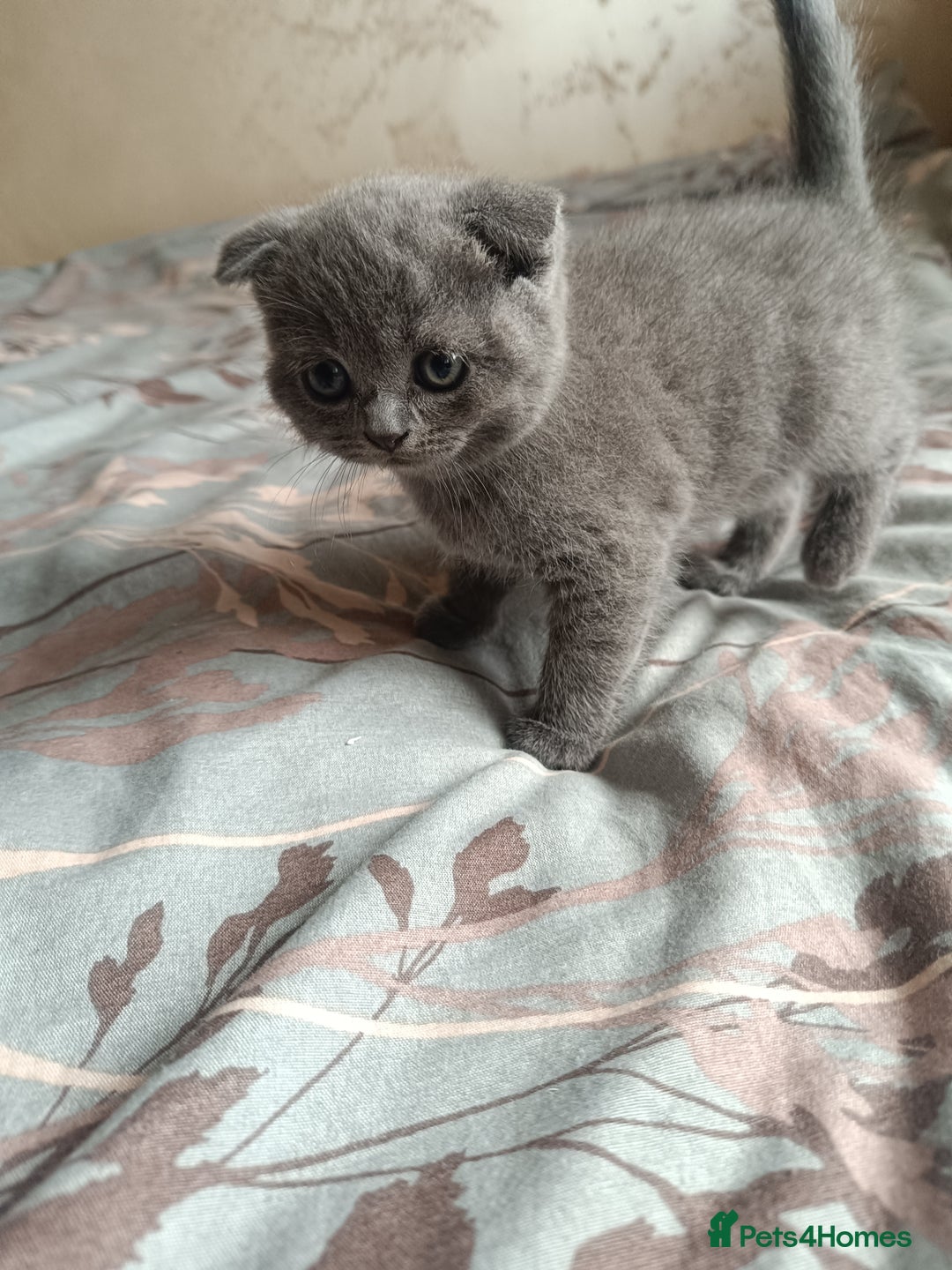 Scottish Fold cats for sale: Adorable Scottish fold x BSH kittens ready soon! - Image 5