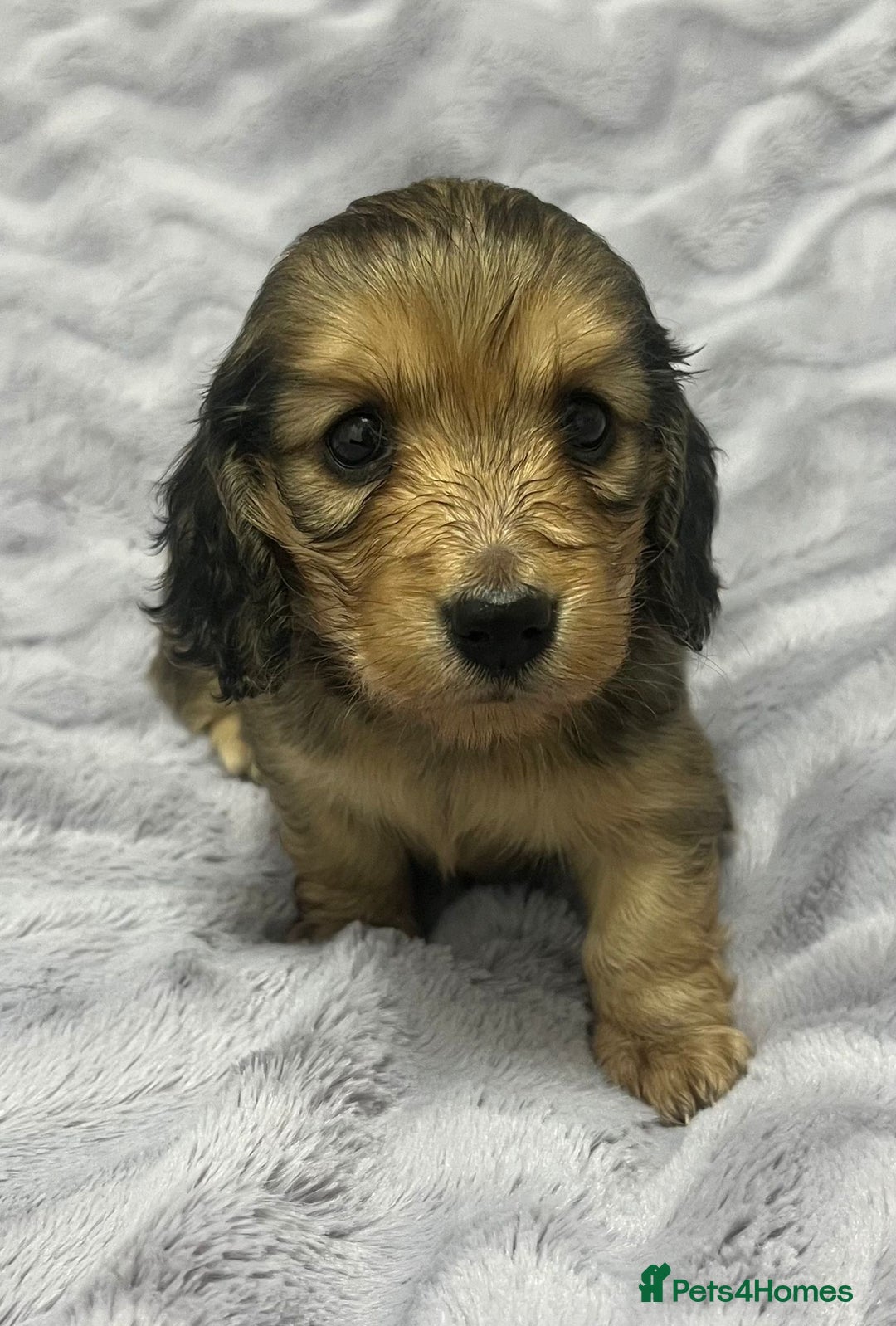 Miniature Dachshund dogs for sale: Cream Longhaired miniature dachshunds  - Advert 8