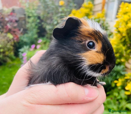 Guinea Pig rodents - Advert 1