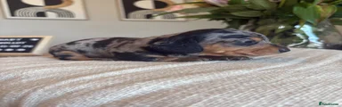 Miniature Dachshund 4
