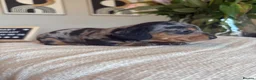 Miniature Dachshund dogs for sale: 4 Beautiful KC Reg Miniature Dachshunds - Advert 7