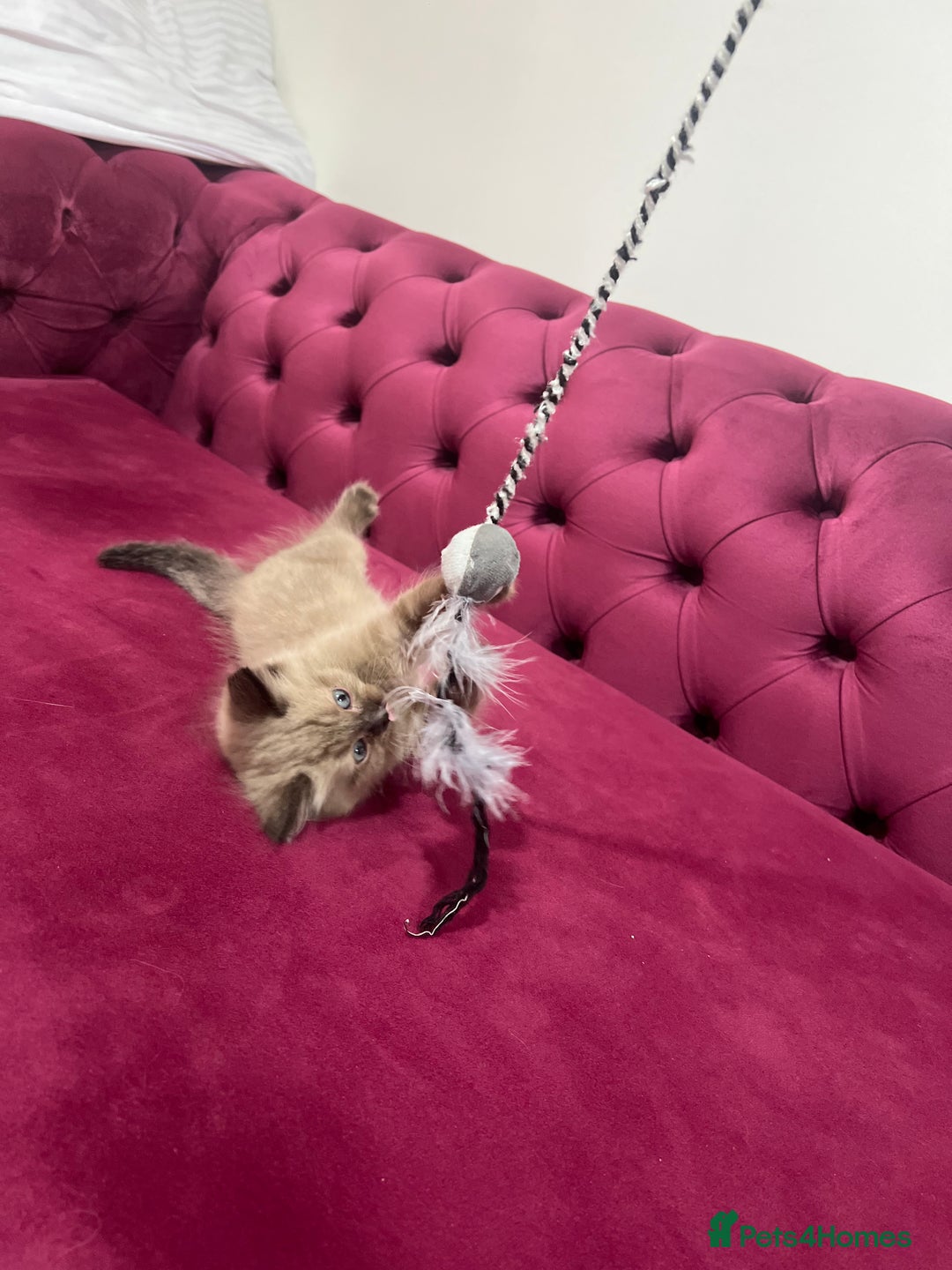 Ragdoll cats for sale: Cute ragdoll🌹🤎 - Image 8