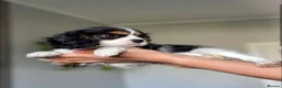 Cavalier King Charles Spaniel dogs for sale: Lovingly Cavalier King Charles Spaniels  in Edinburgh - Advert 2