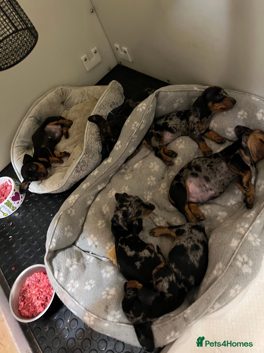 Miniature Dachshund dogs for sale: Miniature Dachshund KC ready now  - Image 32