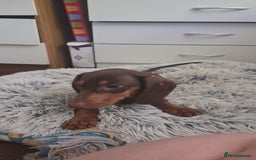 Dachshund dogs for sale:  11 week old Diva female Dachound - Image 5