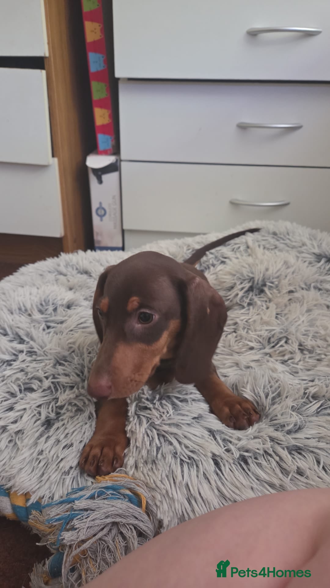 Dachshund dogs for sale:  11 week old Diva female Dachound - Image 5