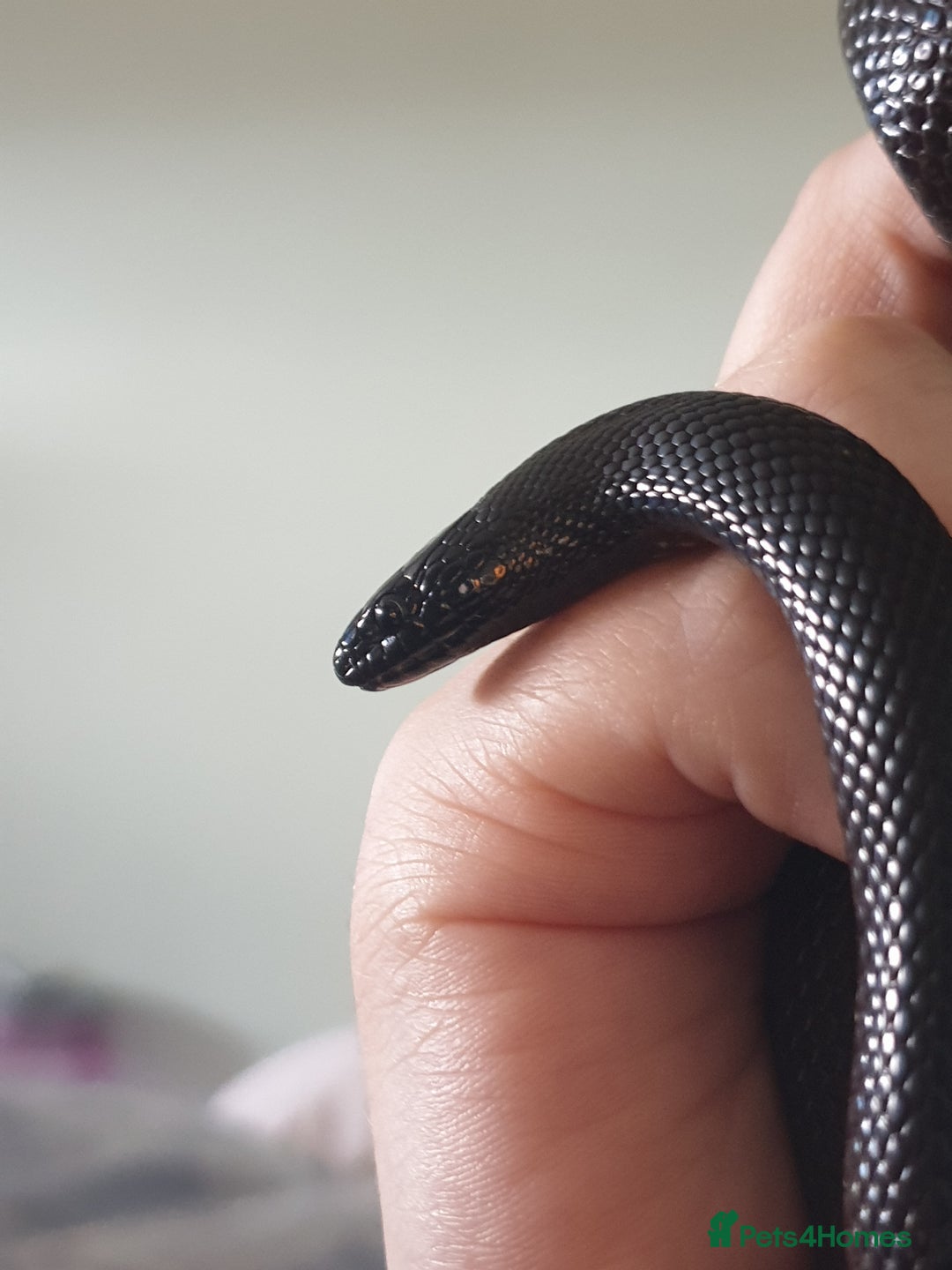 King Snake reptiles for sale: Male Mexican Black Kingsnake - Image 5