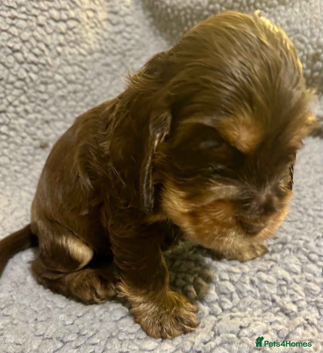 Cocker Spaniel dogs for sale: Beautiful KC English Show Cocker pups. - Advert 2