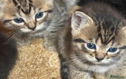 Mixed Breed cats for sale: Bombay x Bengal kittens  - Image 6