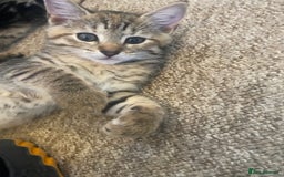 Domestic Shorthair cats for sale: Kittens for sale  - Image 2