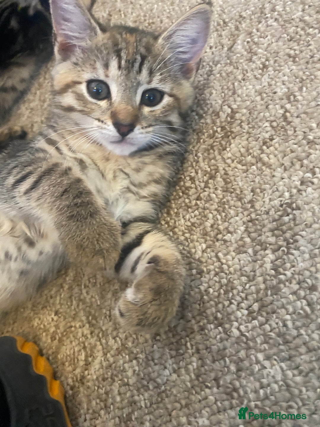 Domestic Shorthair cats for sale: Kittens for sale  - Image 2