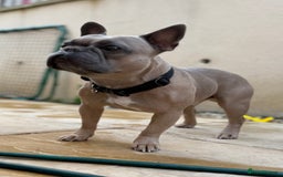 French Bulldog dogs for sale: Beautiful litter of Frenchies - Image 8