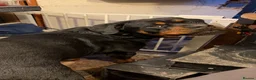 Rottweiler dogs for sale: Stunning Kc rottweiller boy  - Advert 3