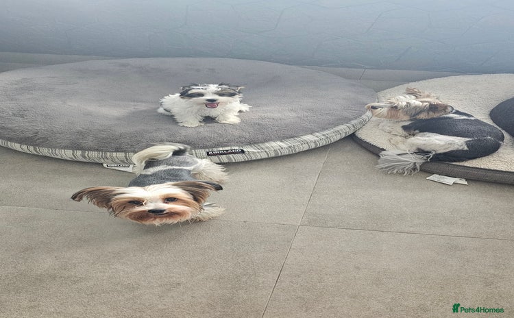 Biewer Terrier dogs - Advert 2