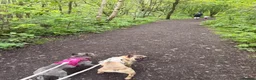 French Bulldog dogs for sale: 2 French Bulldogs to rehome  - Advert 4