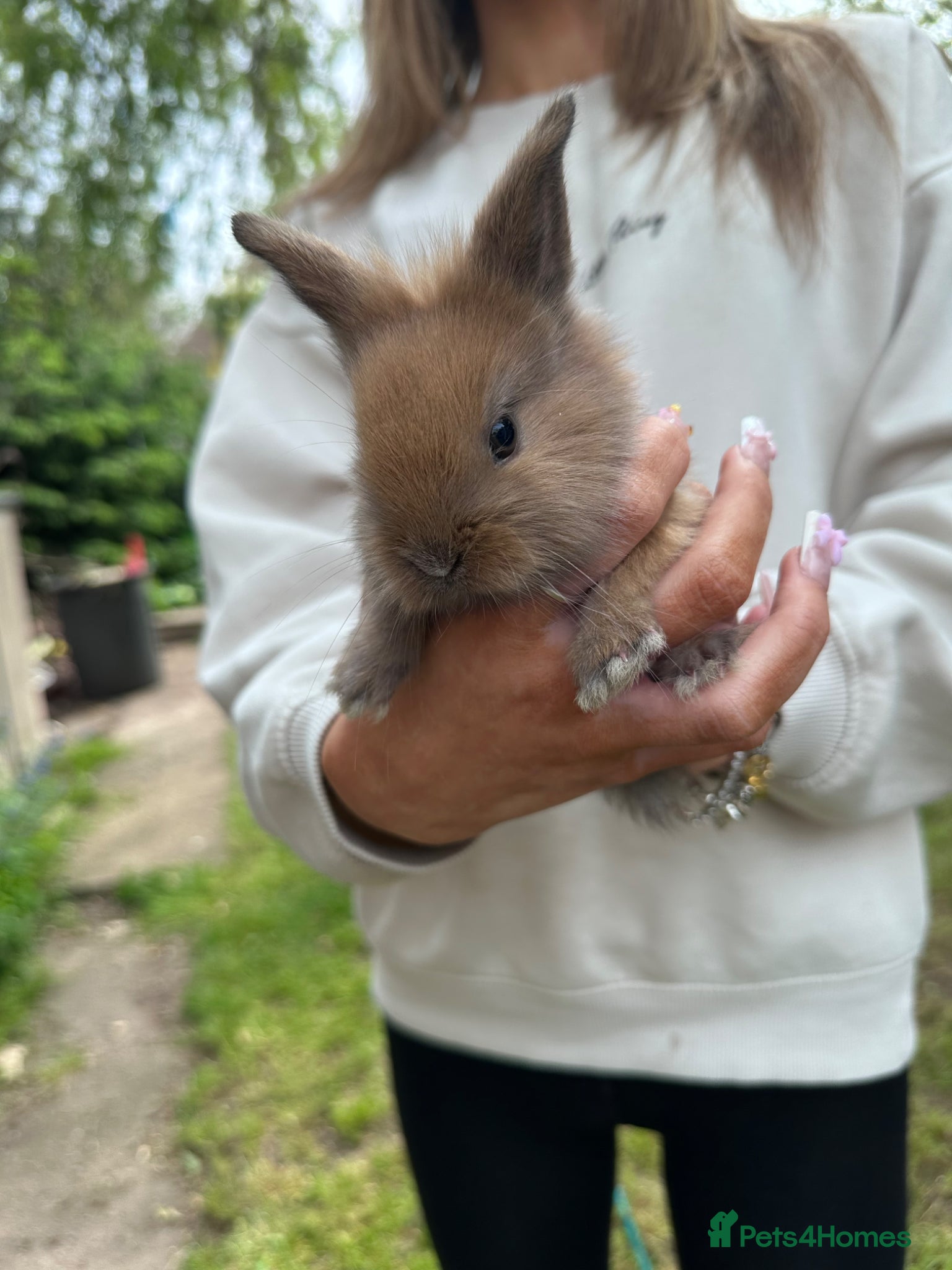Mixed Breed rabbits Mixed gender rabbits - Advert 14