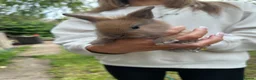Mixed Breed rabbits for sale: Mixed gender rabbits - Advert 1