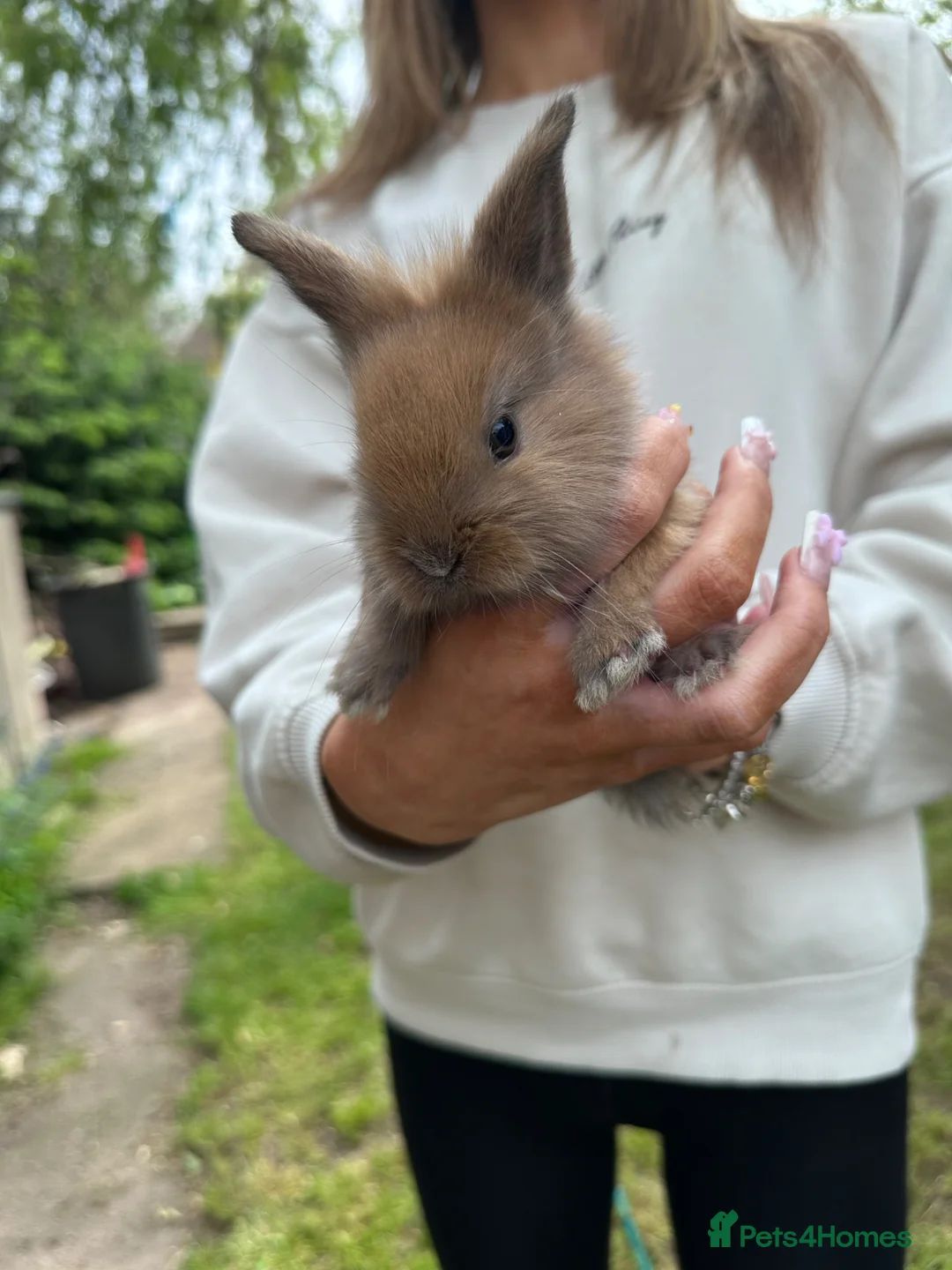 Mixed Breed rabbits for sale: Mixed gender rabbits - Advert 1