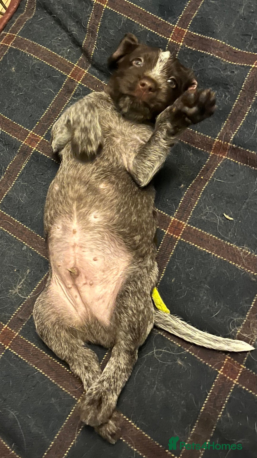 German Wirehaired Pointer dogs for sale: Stunning litter of German Wirehaired Pointers  - Advert 6