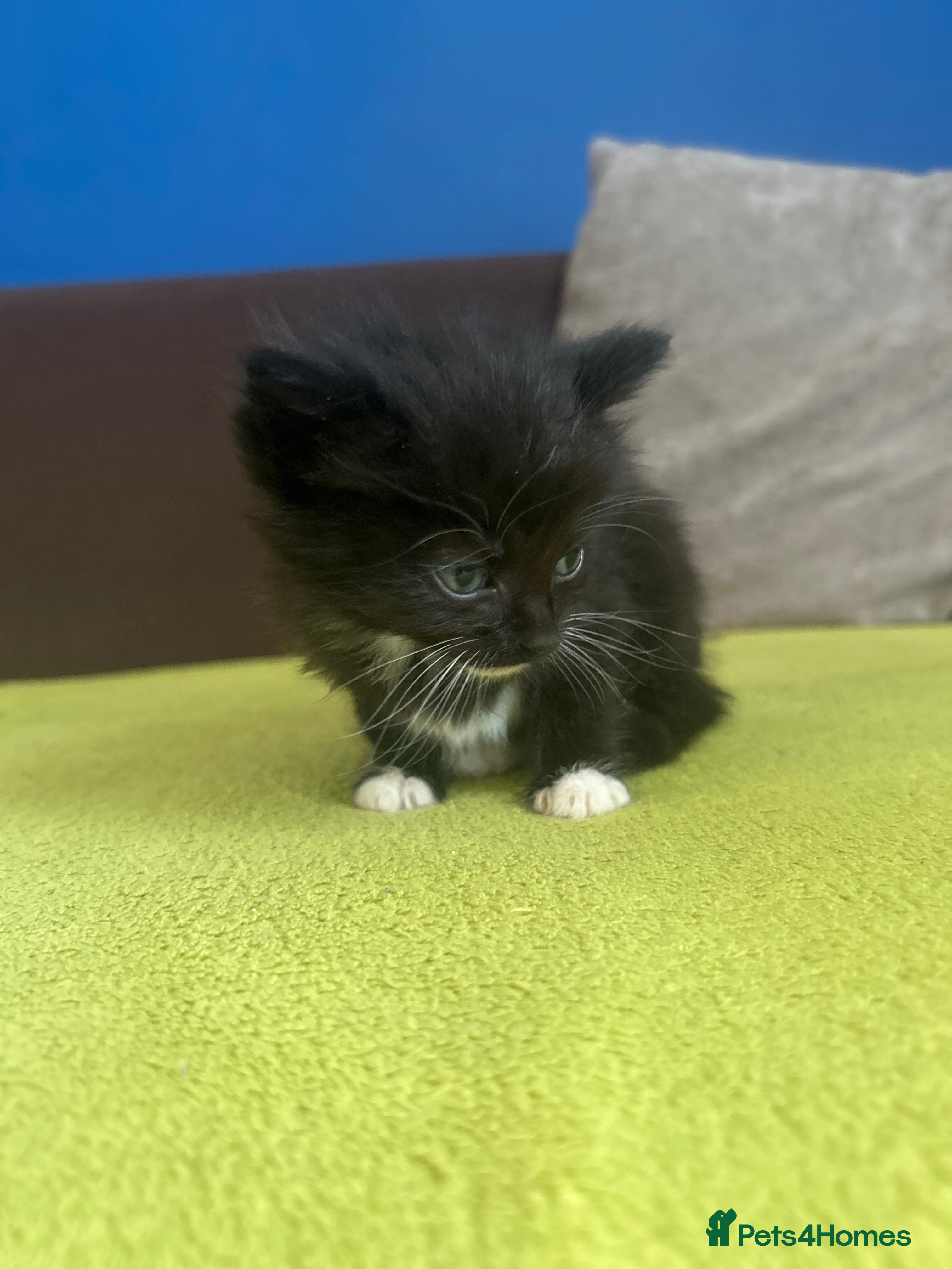 Mixed Breed cats Cat litter of 6 - Advert 2