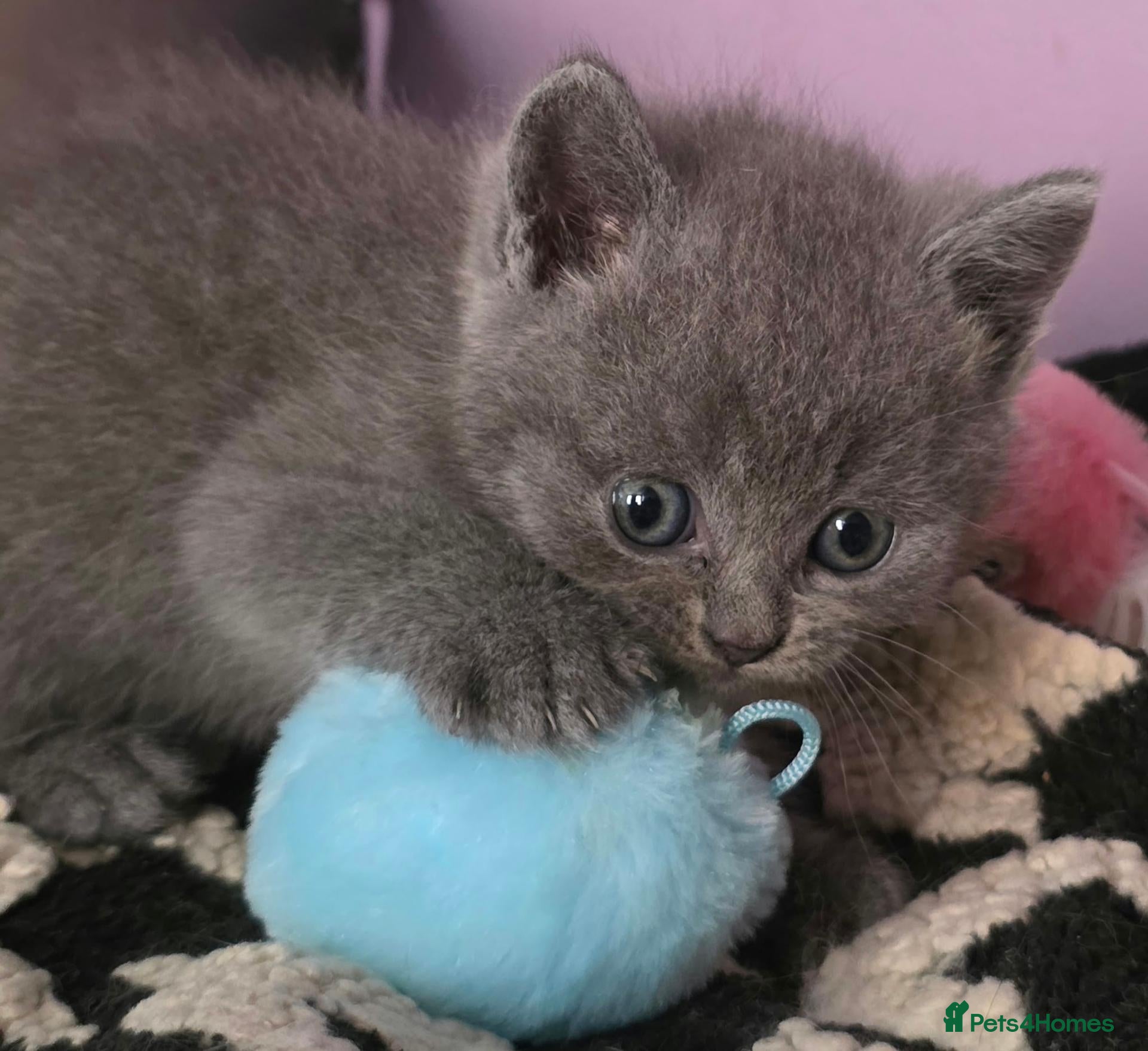 British Shorthair cats Beautiful Confident and Loving Kittens. - Advert 1