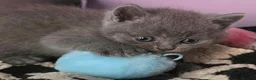 British Shorthair cats for sale: Beautiful Confident and Loving Kittens. - Advert 3