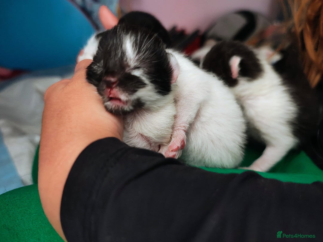 Mixed Breed cats for sale: Kittens - Image 4