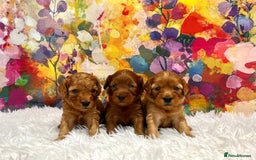 Cockapoo dogs for sale: ⭐️F2B Hypoallergenic DNA CLEAR Red Mini Cockapoos - Image 1