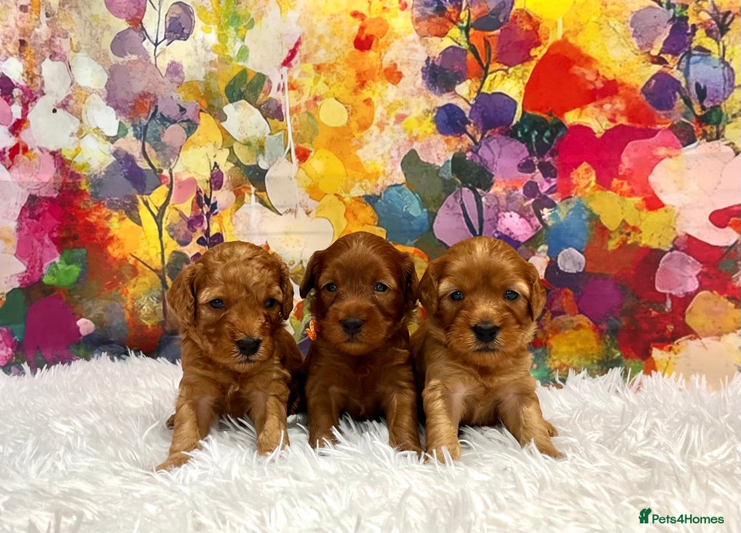 Cockapoo dogs for sale: ⭐️F2B Hypoallergenic DNA CLEAR Red Mini Cockapoos - Image 1