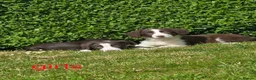 Sprollie dogs for sale: Sprollie  - Advert 8